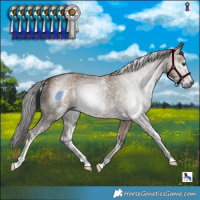 Horse Color:Gray Liver Red Dun Sabino