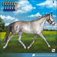 Horse Color:Gray Liver Red Dun Sabino 