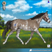 Horse Color:Gray Liver Red Dun Sabino 