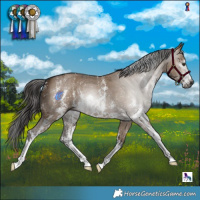 Horse Color:Gray Liver Red Dun Sabino 