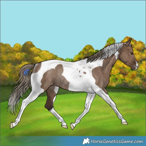 Horse Color:Liver Red Dun Tobiano Appaloosa Rabicano Brindle