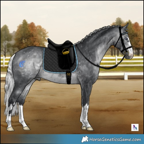 Horse Color:Silver Brown Chinchilla 