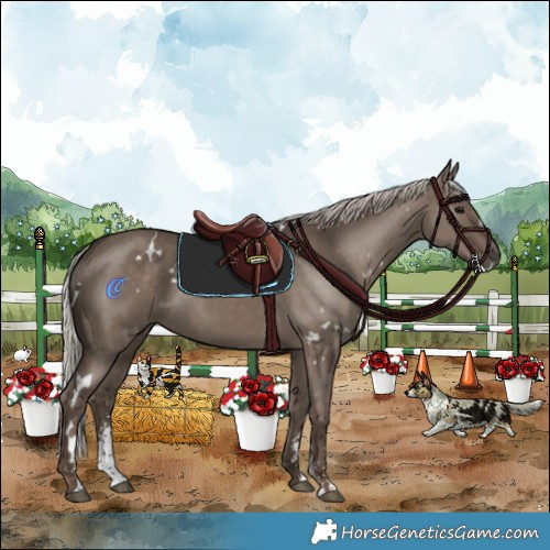 Horse Color:White Spotted Silver Grullo Sabino Rabicano