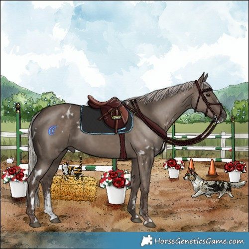 Horse Color:White Spotted Silver Grullo Sabino Rabicano 