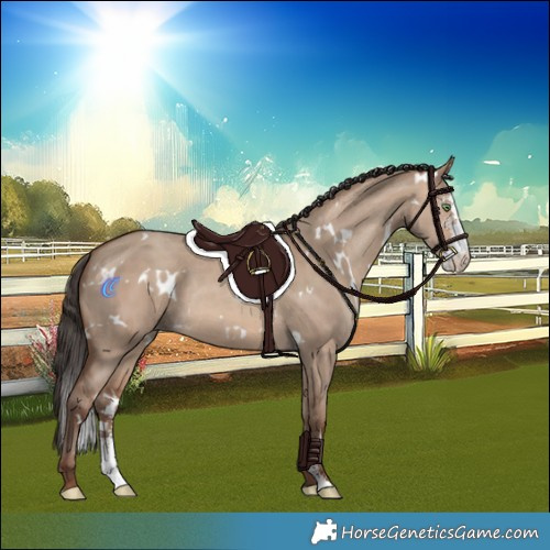 Horse Color:White Spotted Sable Champagne Dun Sabino Rabicano 