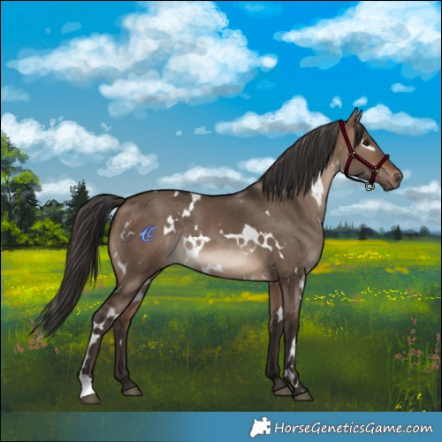 Horse Color:White Spotted Brown Dun Rabicano 