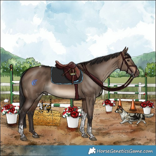 Horse Color:Brown Dun Tobiano Rabicano 