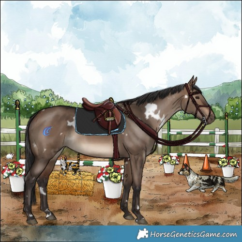 Horse Color:White Spotted Brown Dun Rabicano 