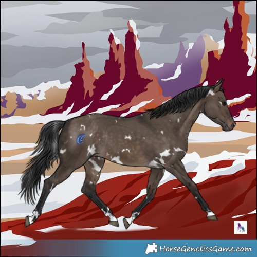 Horse Color:White Spotted Brown Dun Rabicano 