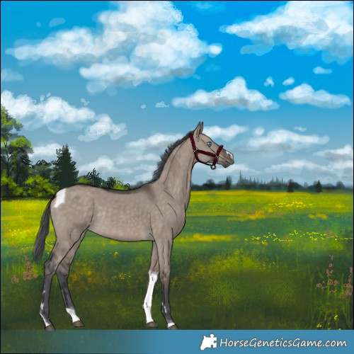 Horse Color:Brown Dun Merle Tobiano Rabicano 