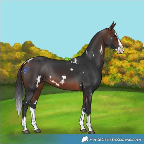 Horse Color:White Spotted Brown Splash