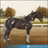 Horse Color:White Spotted Silver Brown Tobiano