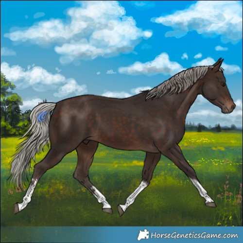 Horse Color:Silver Brown Sabino Tobiano 