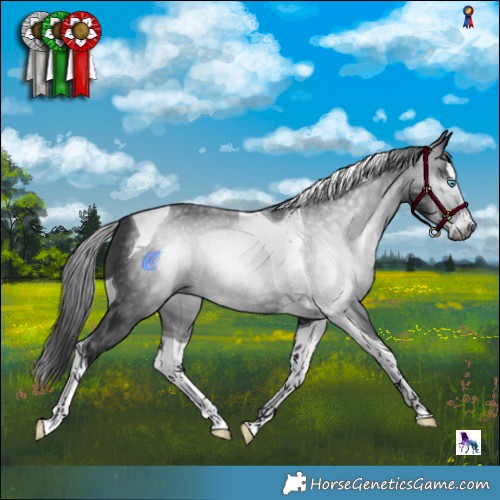 Horse Color:Gray Black Splash Tobiano 