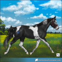Horse Color:Gray Black Splash Tobiano 