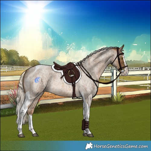 Horse Color:Chocolate Palomino Roan Splash Tobiano 