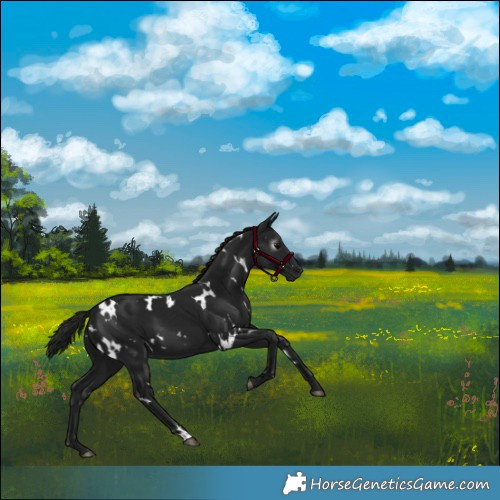 Horse Color:Gray White Spotted Black 