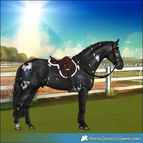 Horse Color:Gray White Spotted Black 