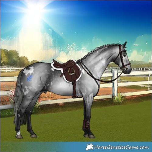 Horse Color:Gray White Spotted Black 