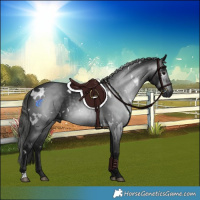 Horse Color:Gray White Spotted Black 