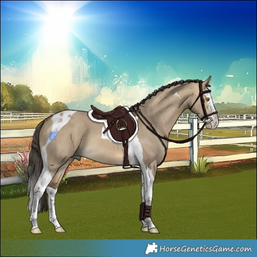 Horse Color:Buckskin Dun Splash Tobiano 
