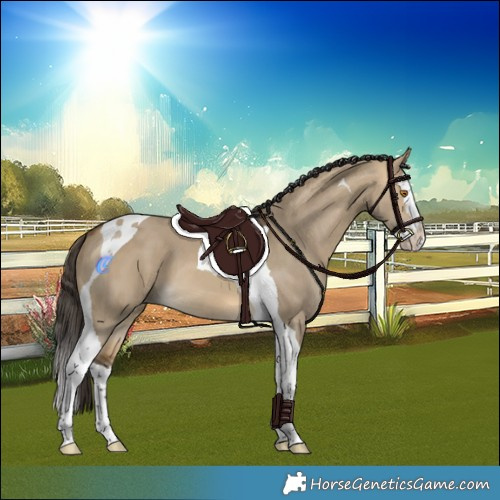 Horse Color:Buckskin Dun Splash Tobiano 
