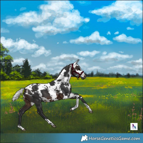 Horse Color:Brown Harlequin Merle Tobiano 