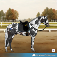 Horse Color:Brown Harlequin Merle Tobiano 