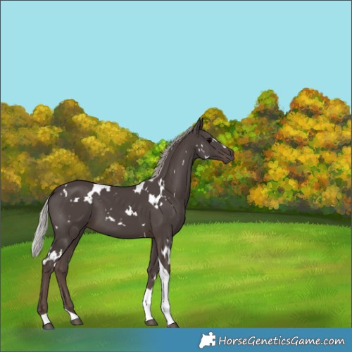 Horse Color:White Spotted Silver Black Tobiano 