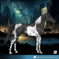Horse Color:Black Tobiano 