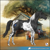Horse Color:Black Tobiano 
