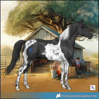 Horse Color:Black Tobiano 