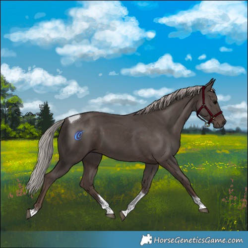 Horse Color:Silver Black Tobiano 