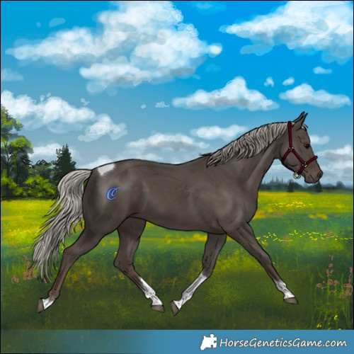 Horse Color:Silver Black Tobiano