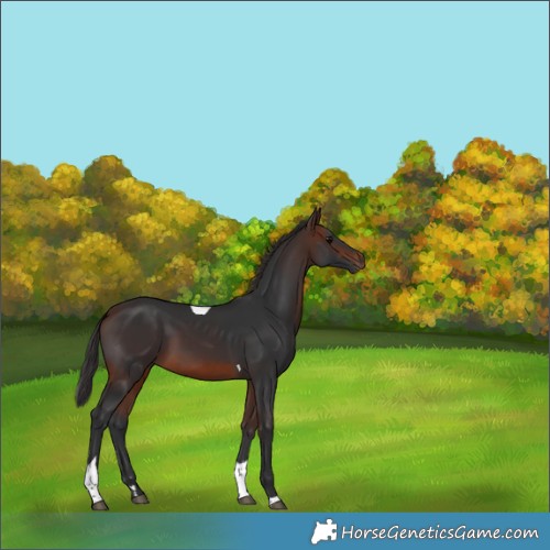 Horse Color:Brown Tobiano