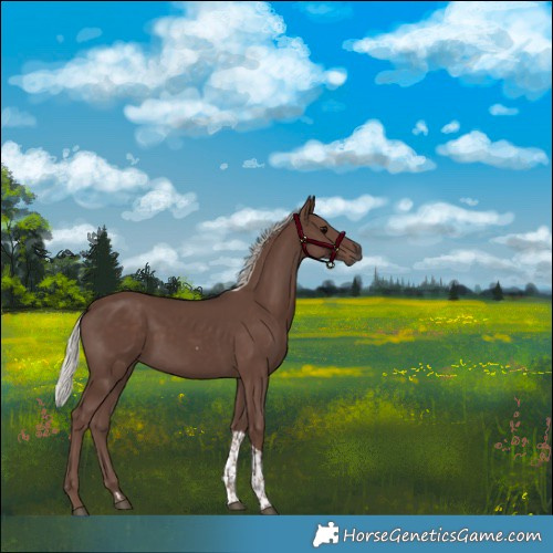 Horse Color:Silver Black Tobiano