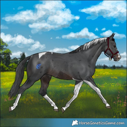 Horse Color:Brown Merle Tobiano Rabicano 