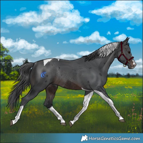 Horse Color:Brown Merle Tobiano Rabicano