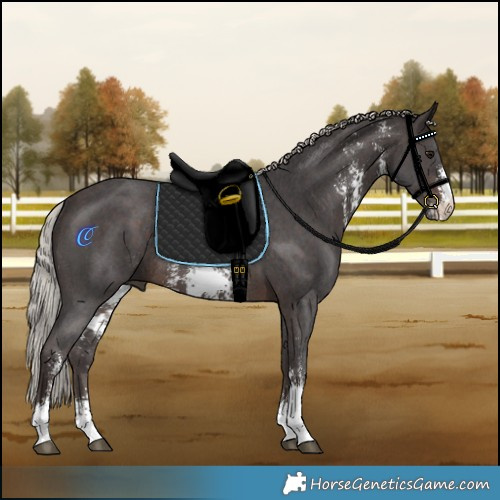 Horse Color:Silver Brown Sabino Rabicano 