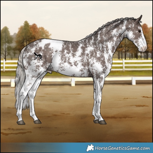 Horse Color:Silver Black Sabino Appaloosa Rabicano
