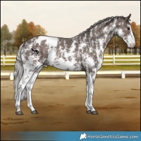 Horse Color:Silver Black Sabino Appaloosa Rabicano 