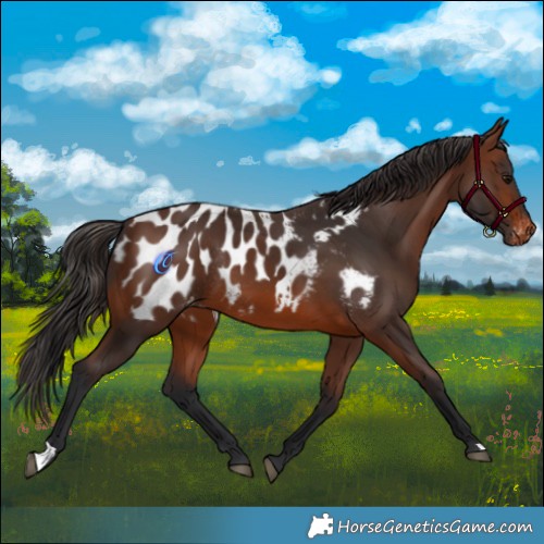 Horse Color:Brown Appaloosa Rabicano 