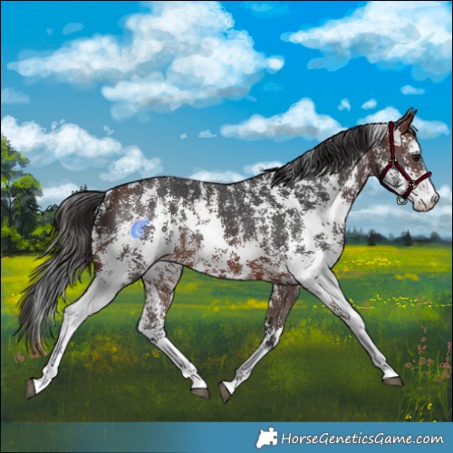 Horse Color:Brown Sabino Appaloosa Rabicano 