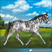 Horse Color:Brown Sabino Appaloosa Rabicano 