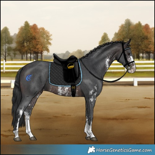 Horse Color:Brown Sabino Varnish Rabicano 