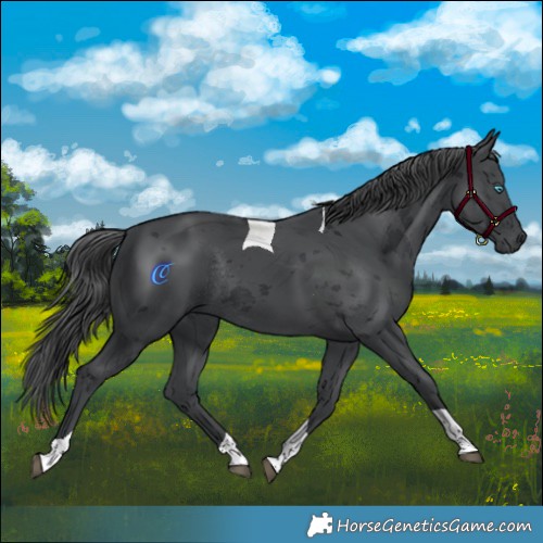 Horse Color:Black Merle Tobiano Rabicano