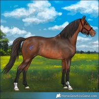 Horse Color:Bay Varnish Rabicano 