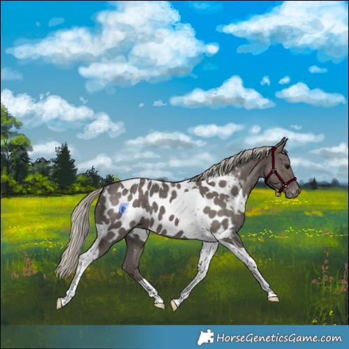 Horse Color:Silver Smoky Black Tobiano Appaloosa 