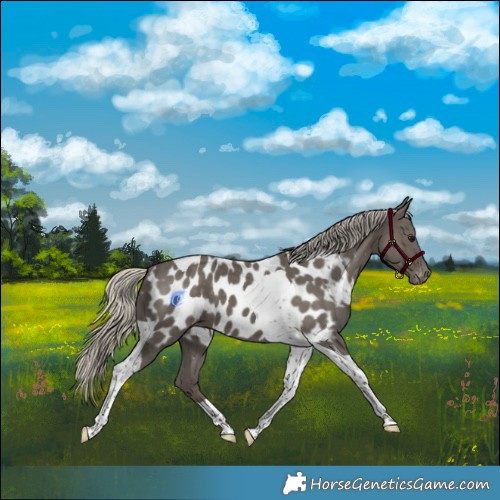 Horse Color:Silver Smoky Black Tobiano Appaloosa 