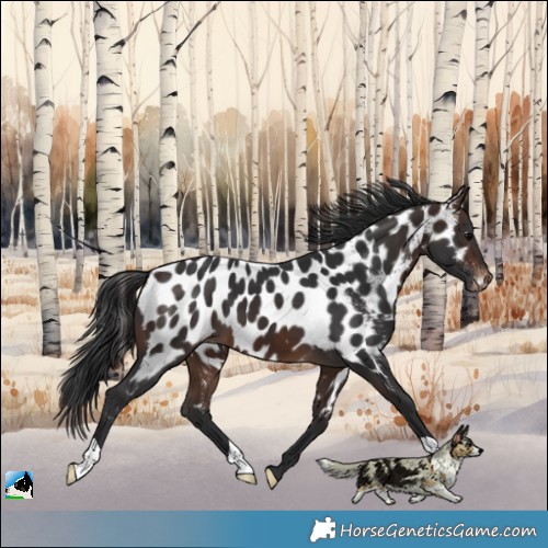 Horse Color:Bay Near Leopard